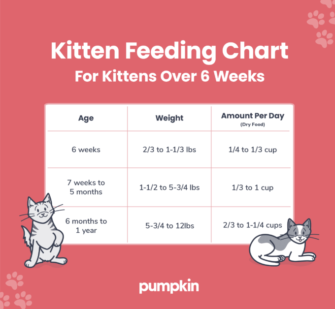 Kitten Feeding Chart How Much To Feed Your Fur Ball Pumpkin® 8332