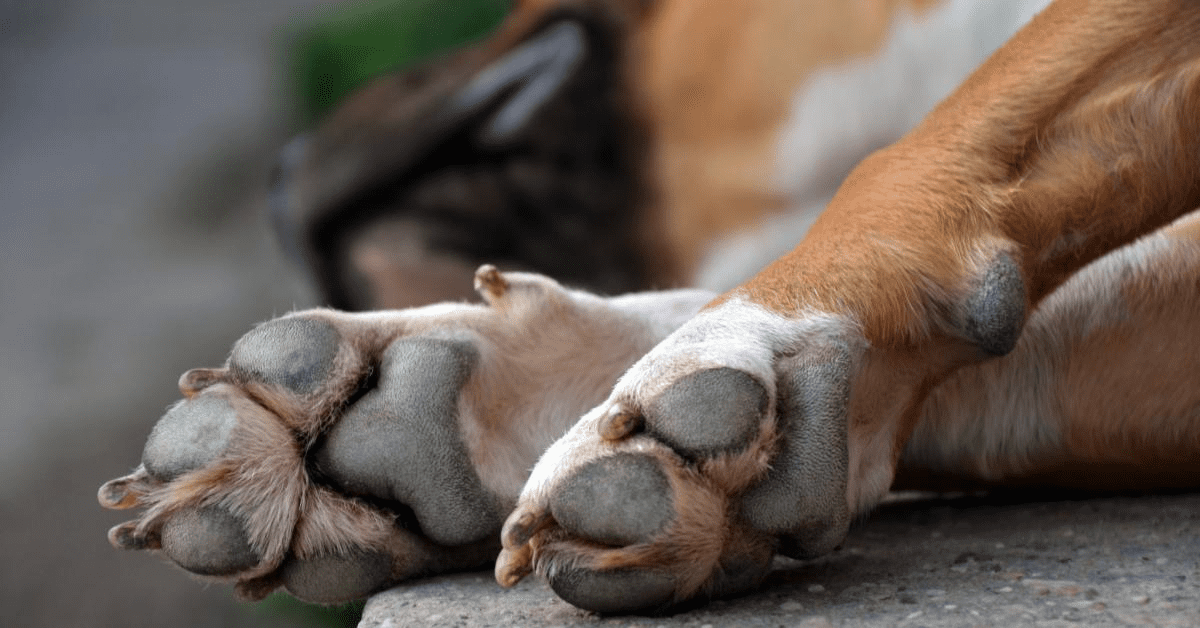 How to Prevent Your Dog From Licking Their Paws – Walkee Paws