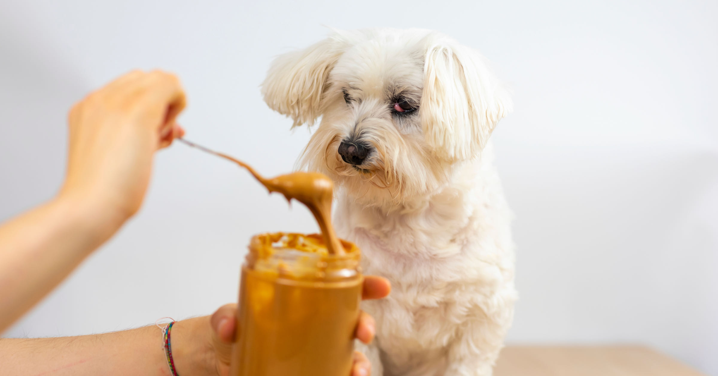 A pet owner feeding their dog a teaspoon of peanut butter