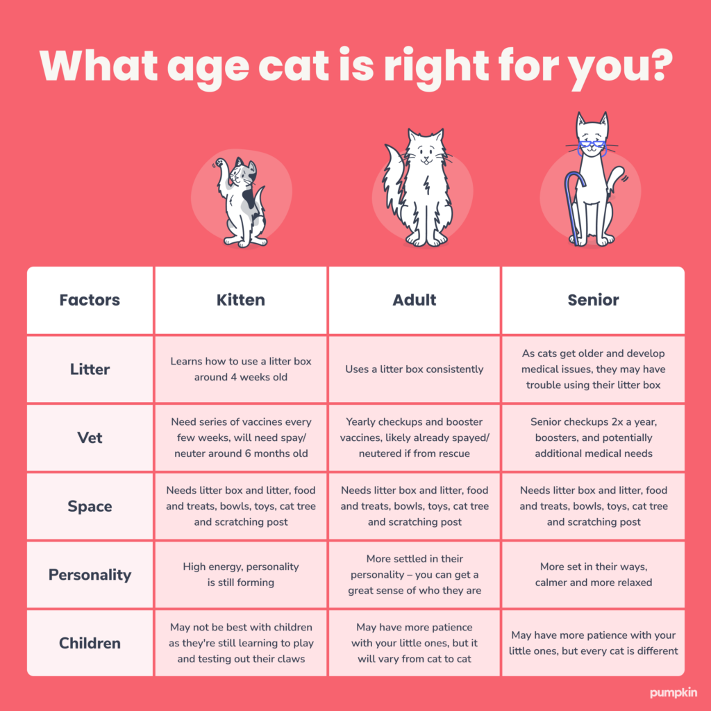 Chart-to-help-decide-the-best-age-cat-for-your-lifestyle