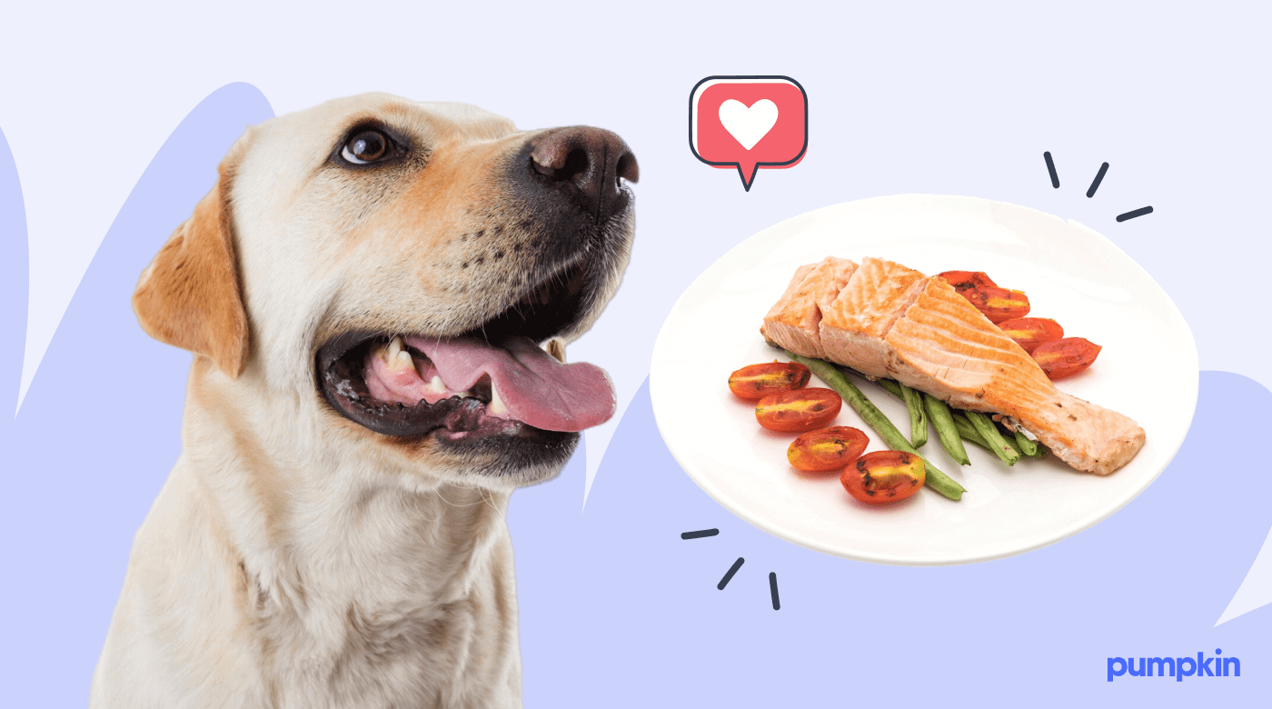 A happy dog looking at plate with salmon fillet and vegetables