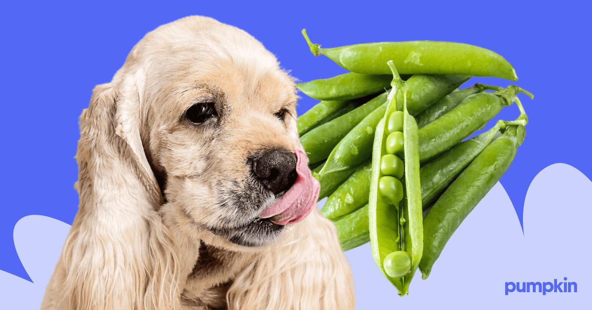 A dog licking their lips and a photograph of green pea pods