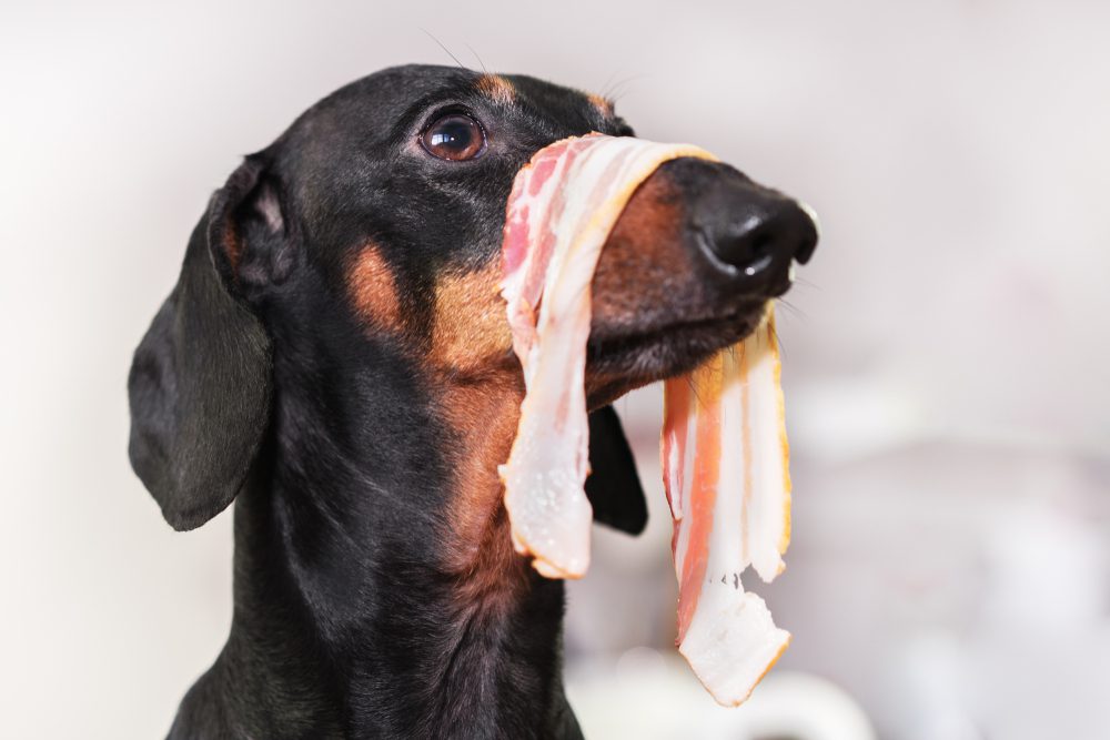 Is pork store toxic to dogs