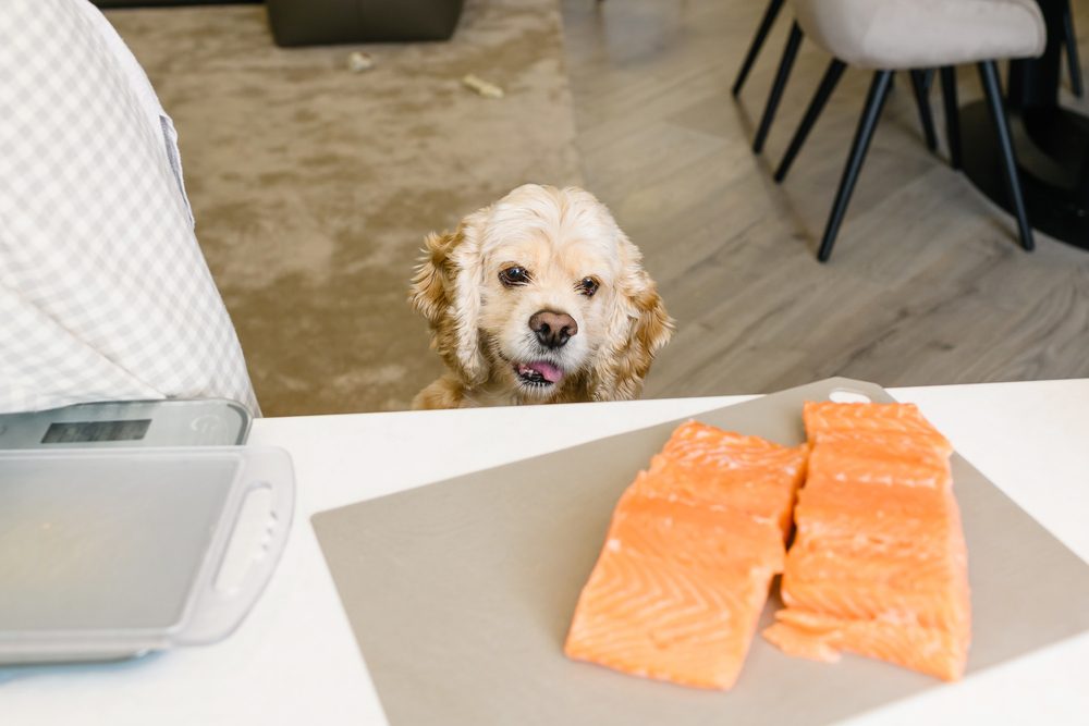 Canned pink salmon for clearance dogs