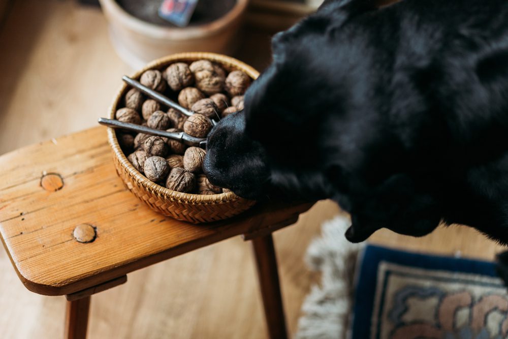 a black dog sniffing at a bowl of walnuts