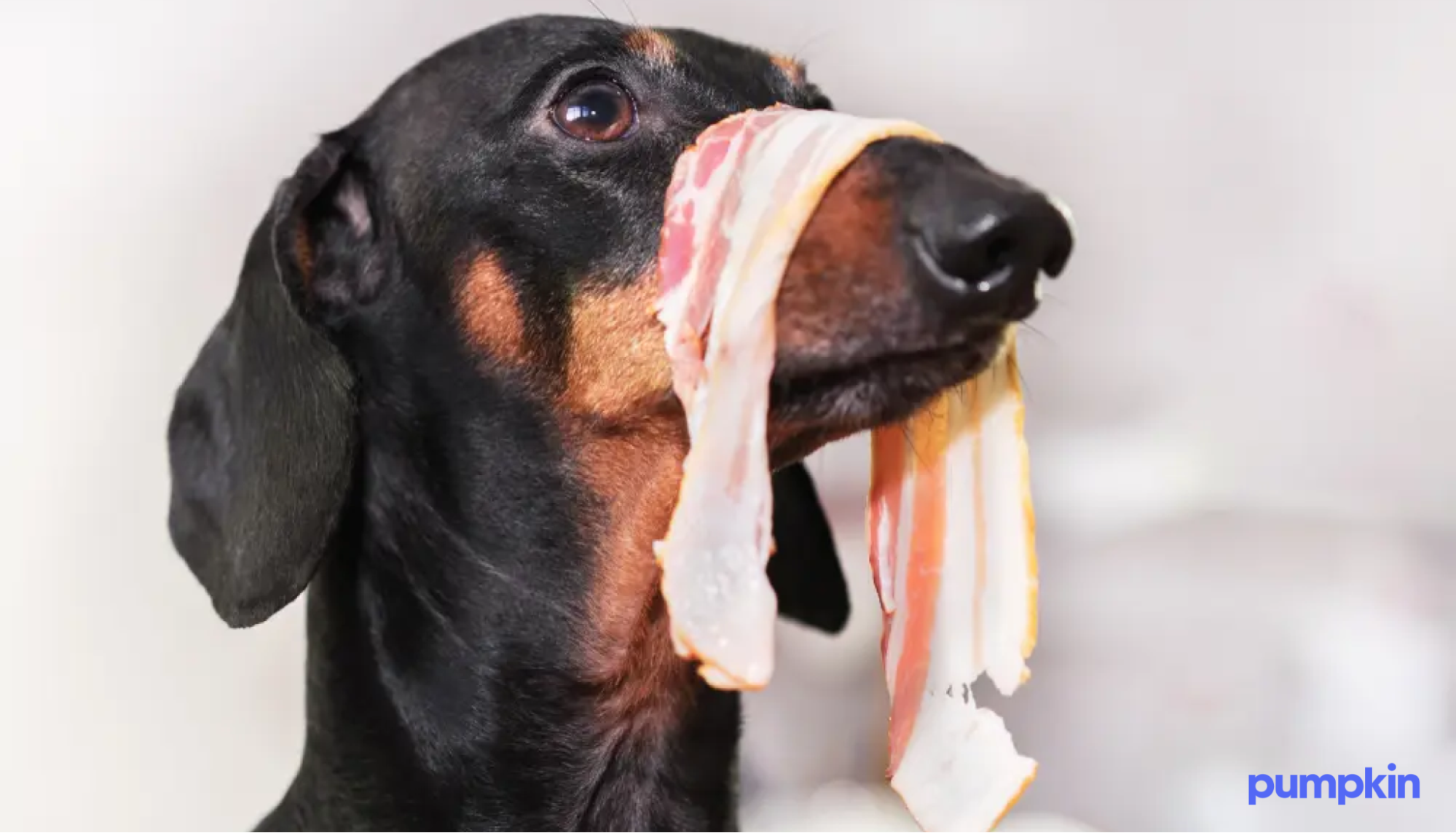 A dog with bacon on its nose