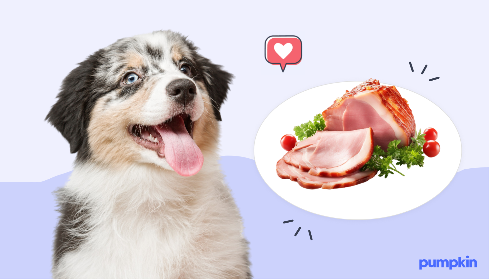 a cute dog with its tongue out looking at a plate of ham