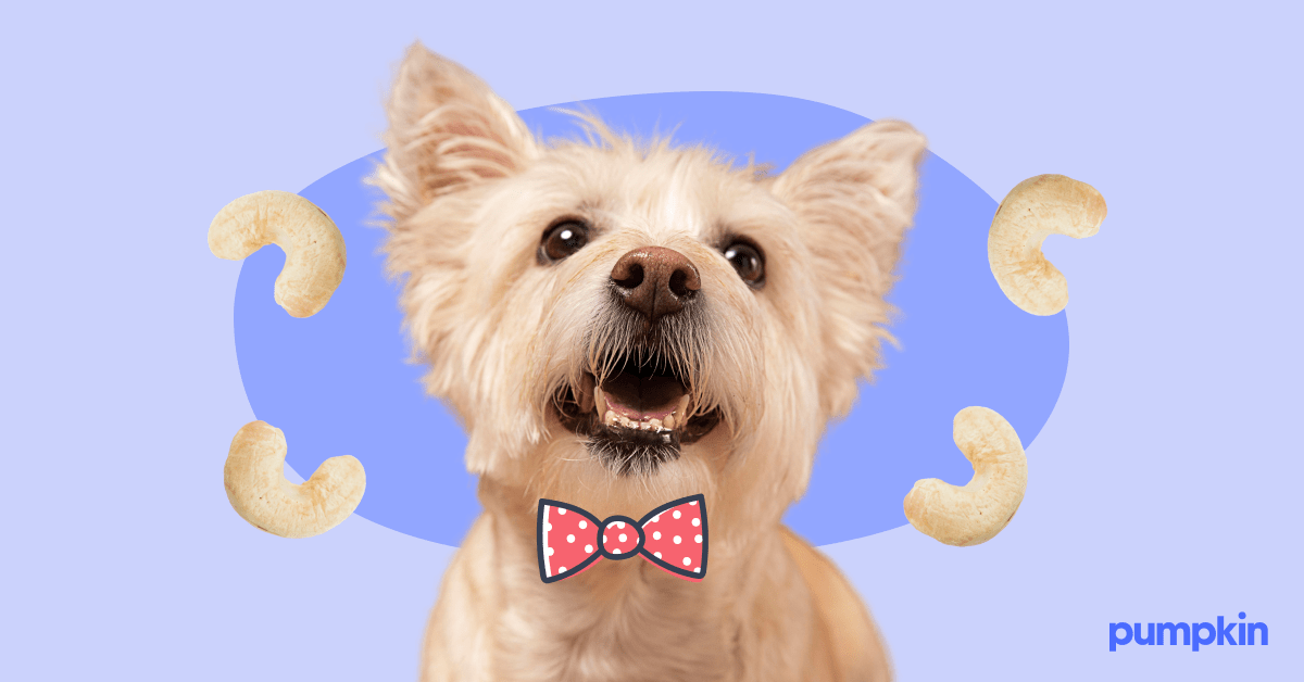 small dog in bowtie surrounded by cashews