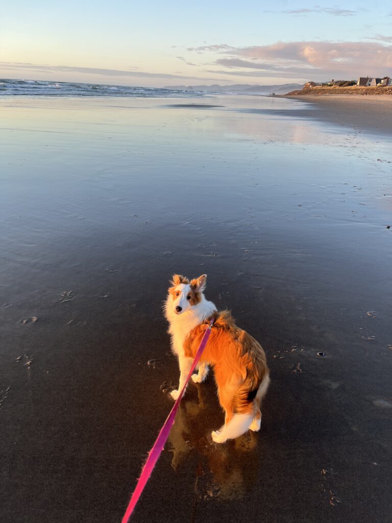 brown-and-white-shetland-sheepdog-puppy-walking-on-the-beach