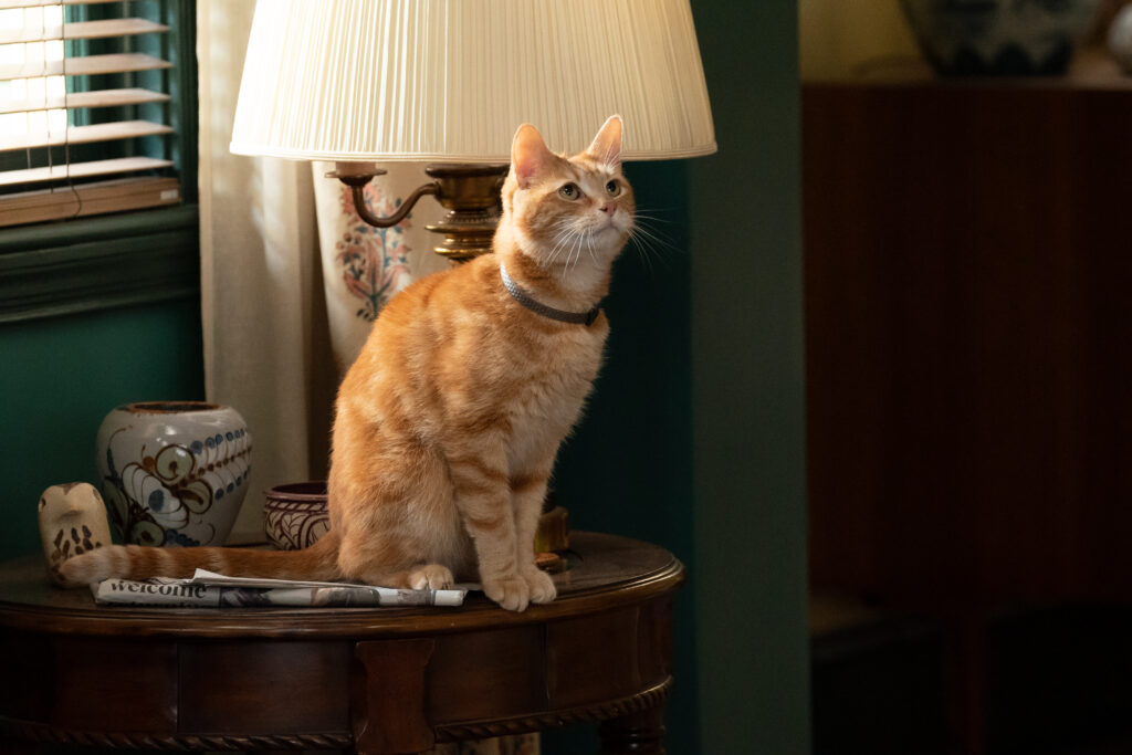 goose sitting on a table