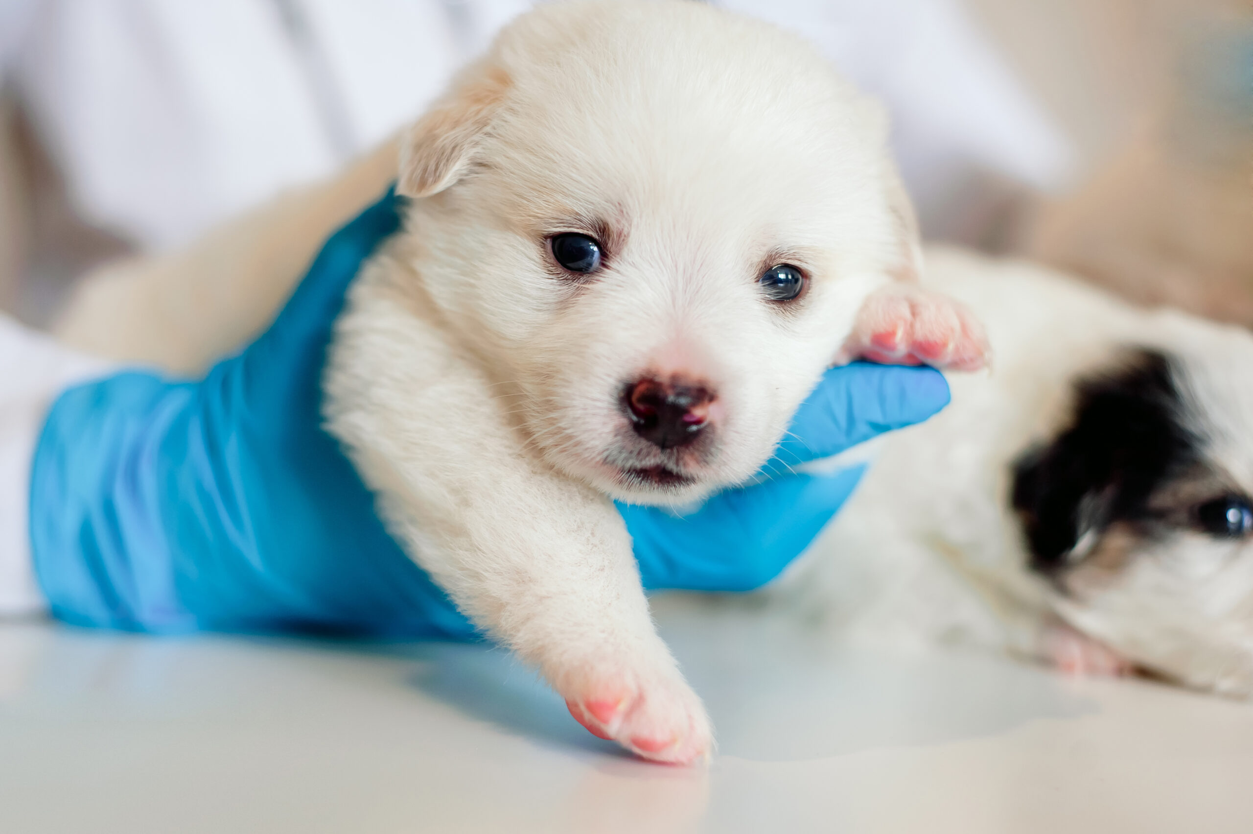 Are dogs best sale vaccinated against parvo