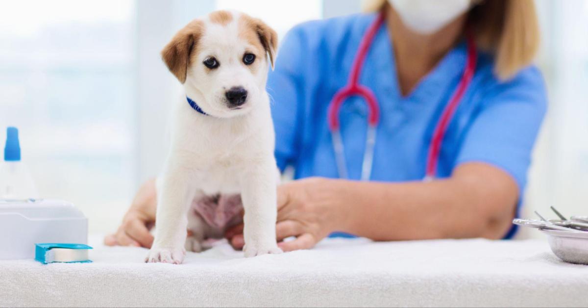 Dhpp vaccine puppy store series