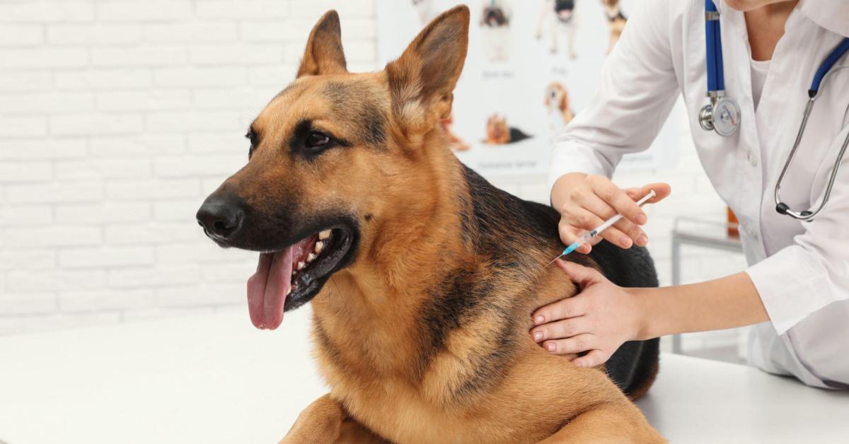 Canine lepto hot sale vaccine