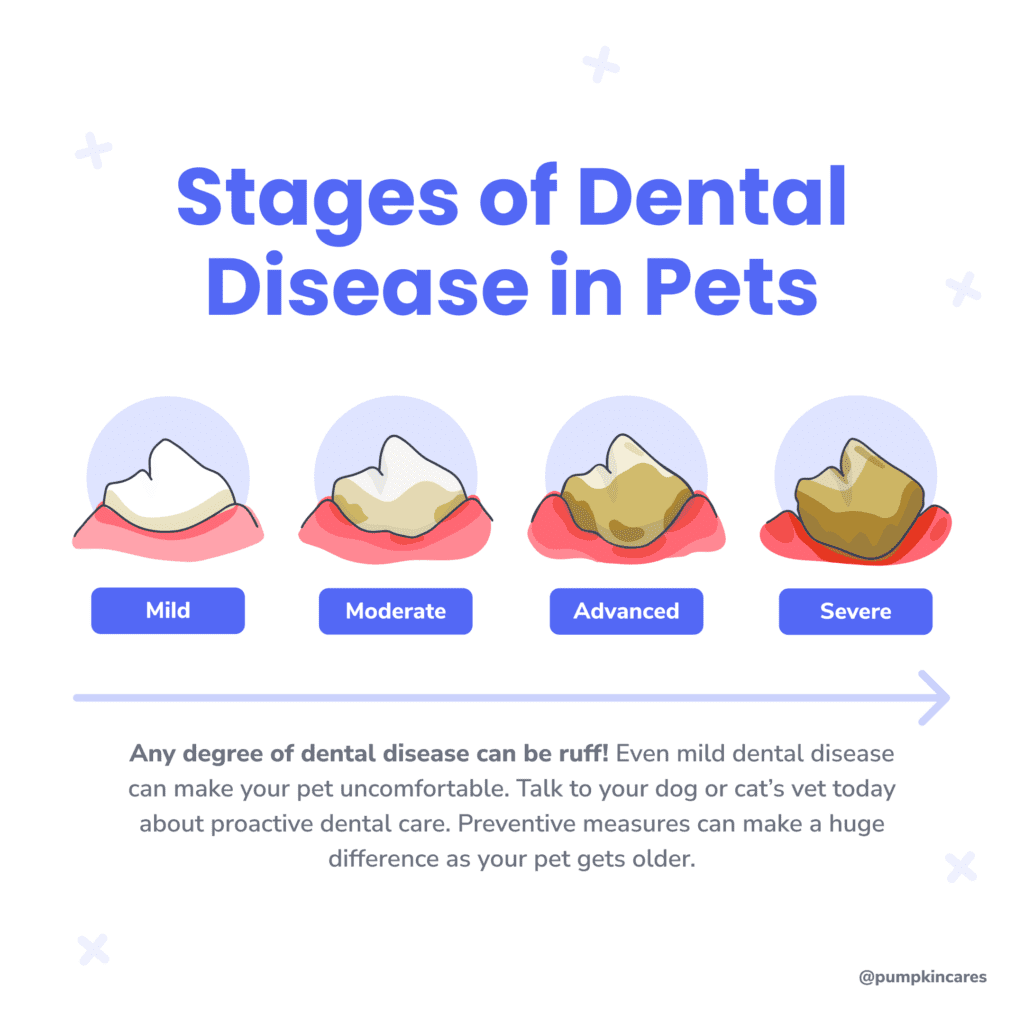 stages of dog dental disease