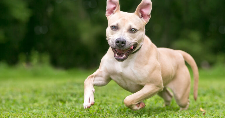 a very excited pit bull terrier running on grass with a case of the zoomies