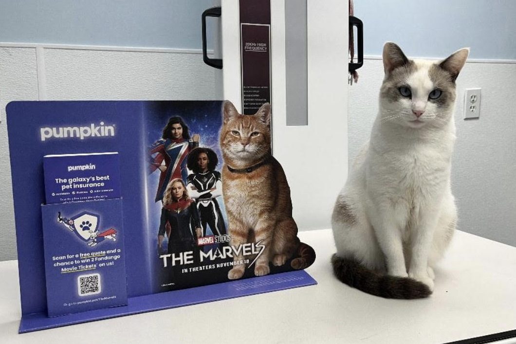 Photograph of a white and gray cat next to a brochure stand in a veterinary office