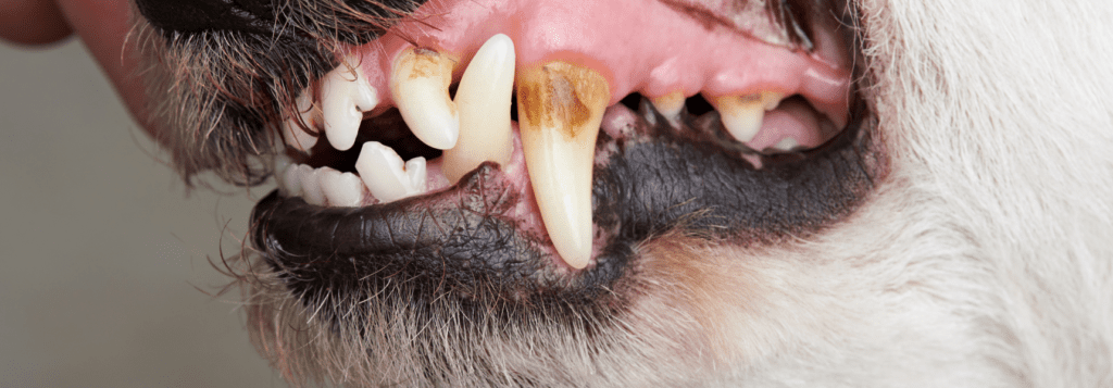 spotting dental disease in dogs