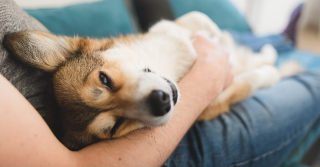 sweet dog being held in woman's lap