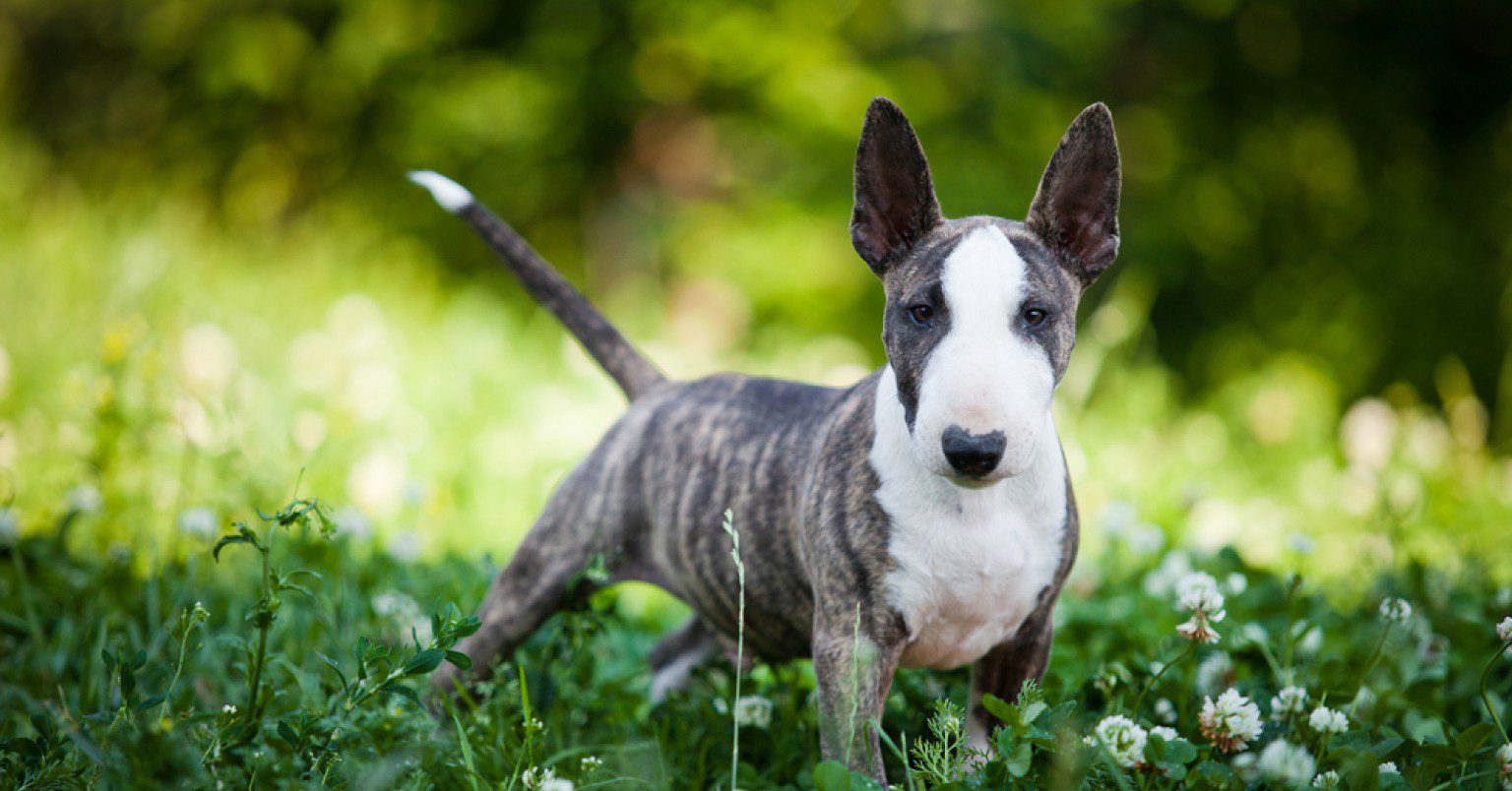 Photograph of a Bull Terrier standing in some wildflowers