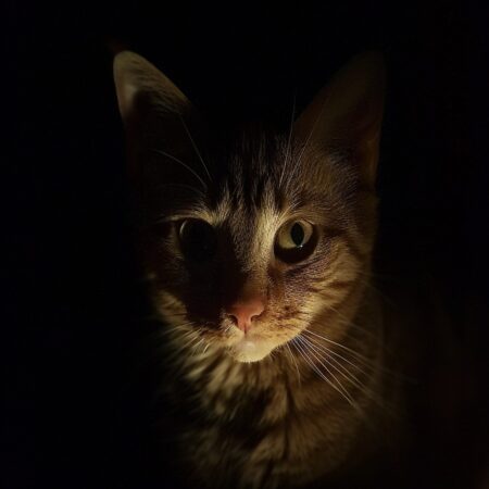 can cats see in the dark? cat night vision explained