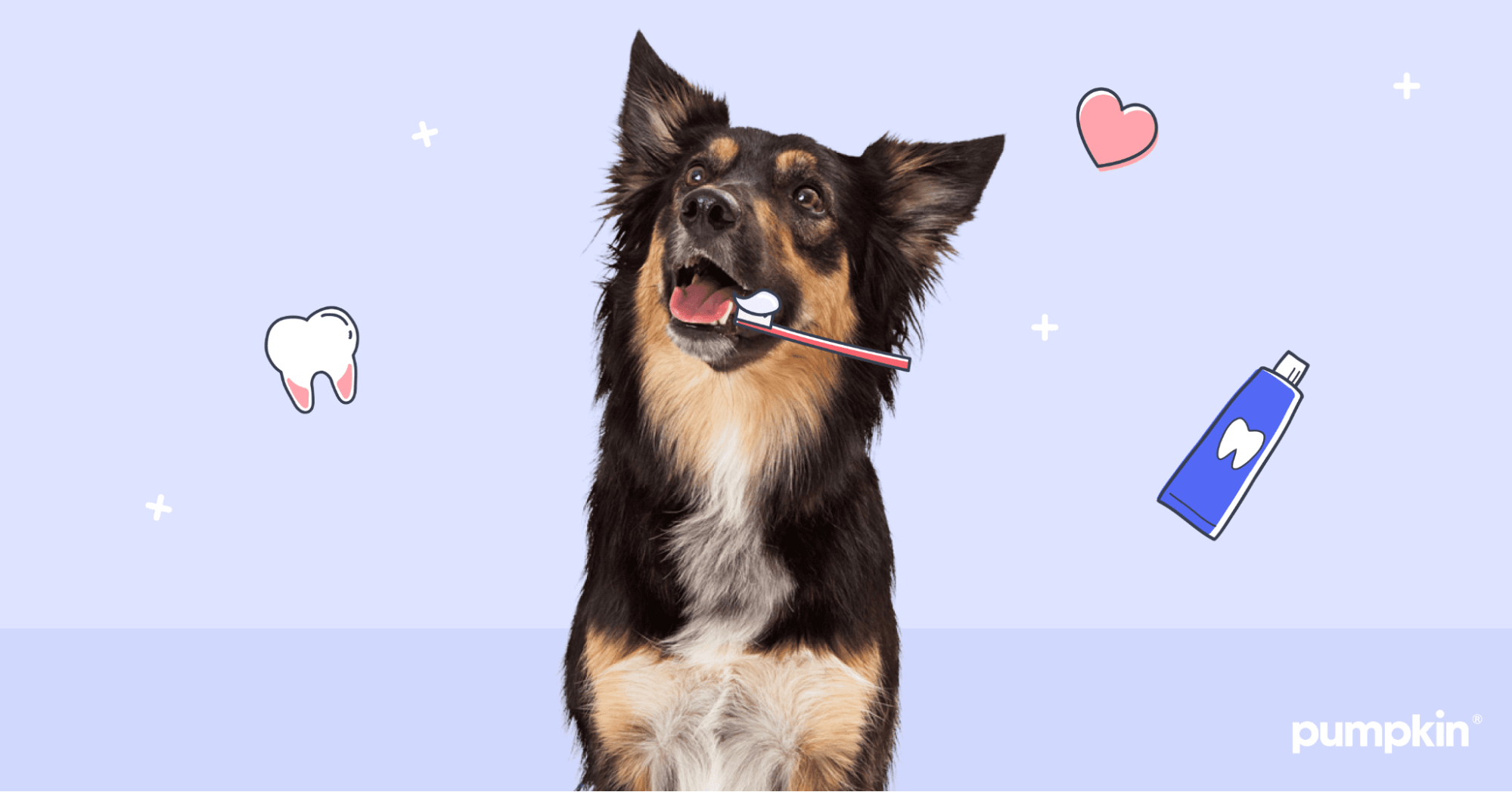 Dog surrounded by dental tools