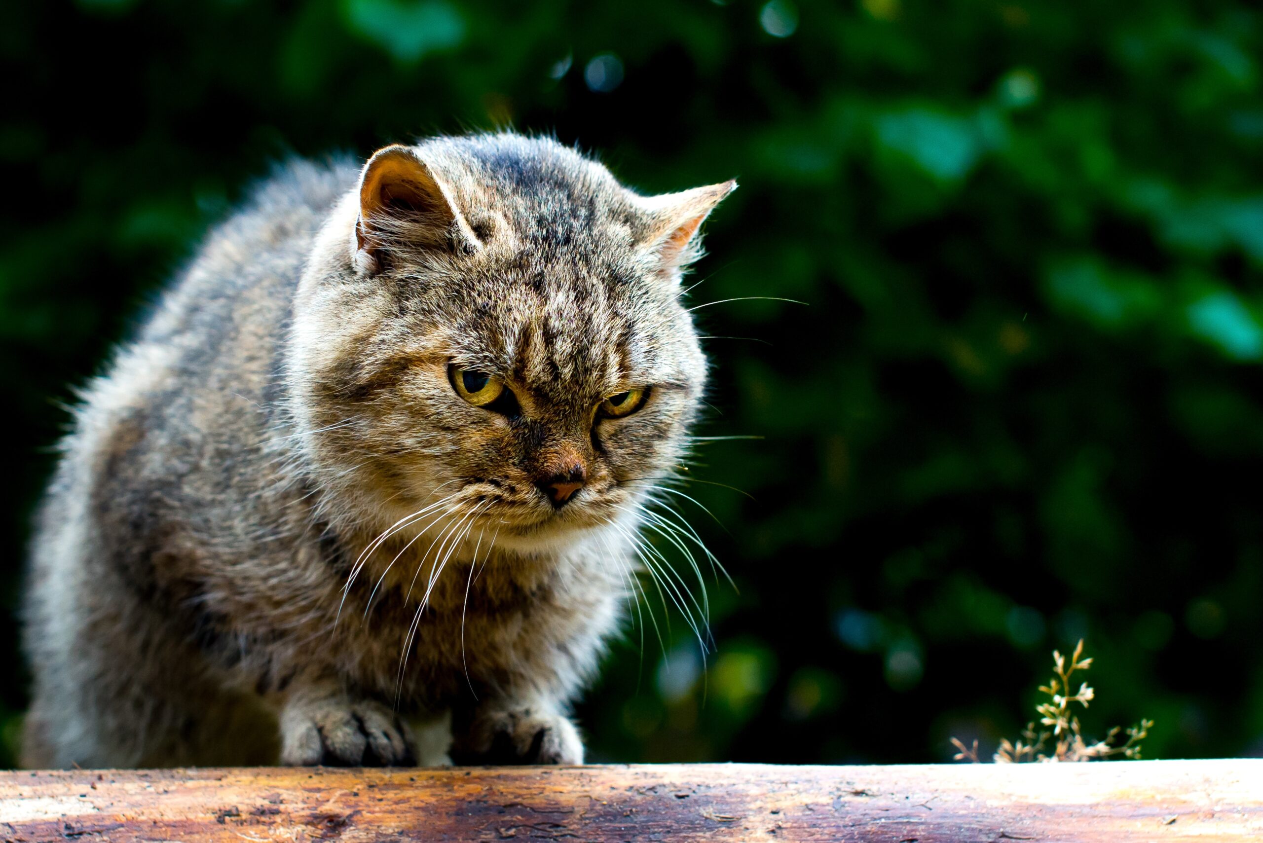 close-up portrait of a grumpy looking cat with yellow eyes