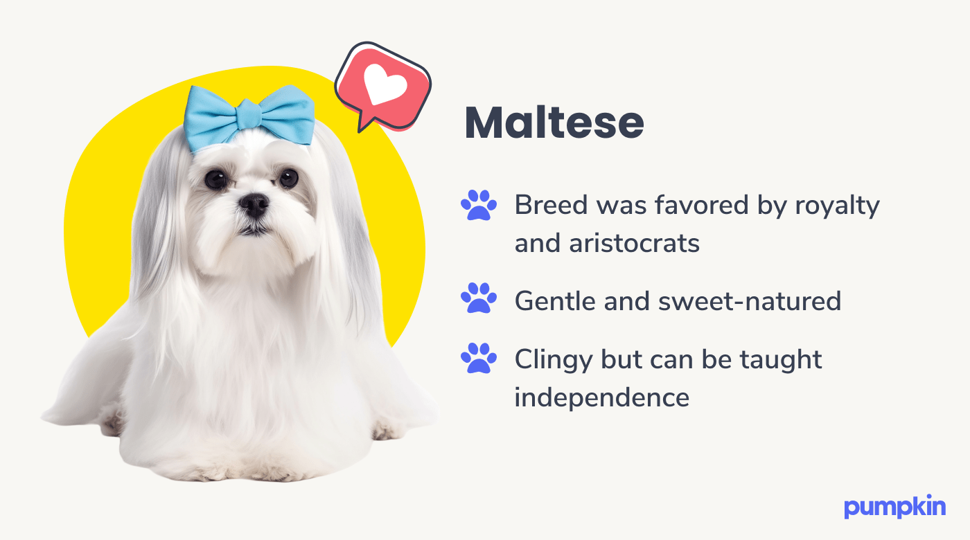 Maltese dog breed