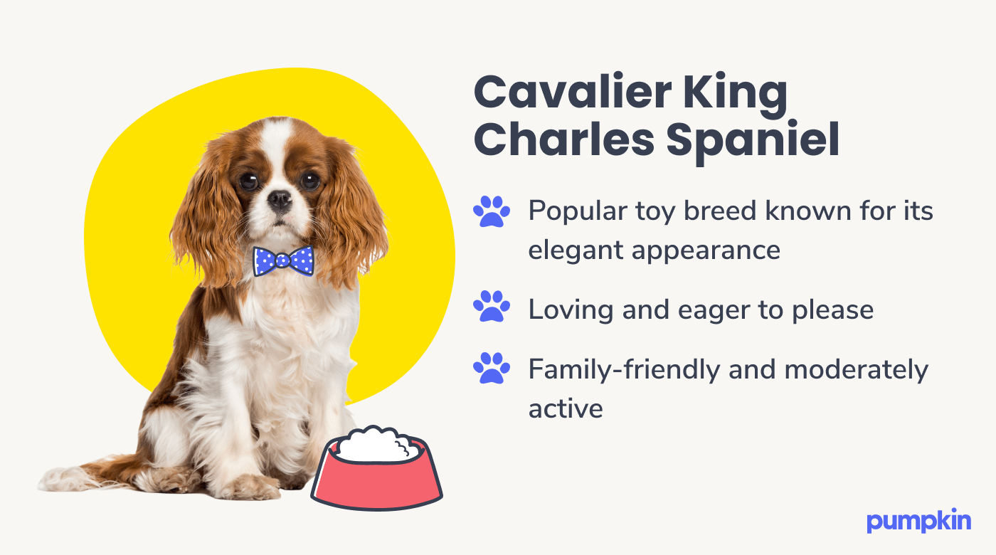 Cavalier King Charles Spaniel dog breed
