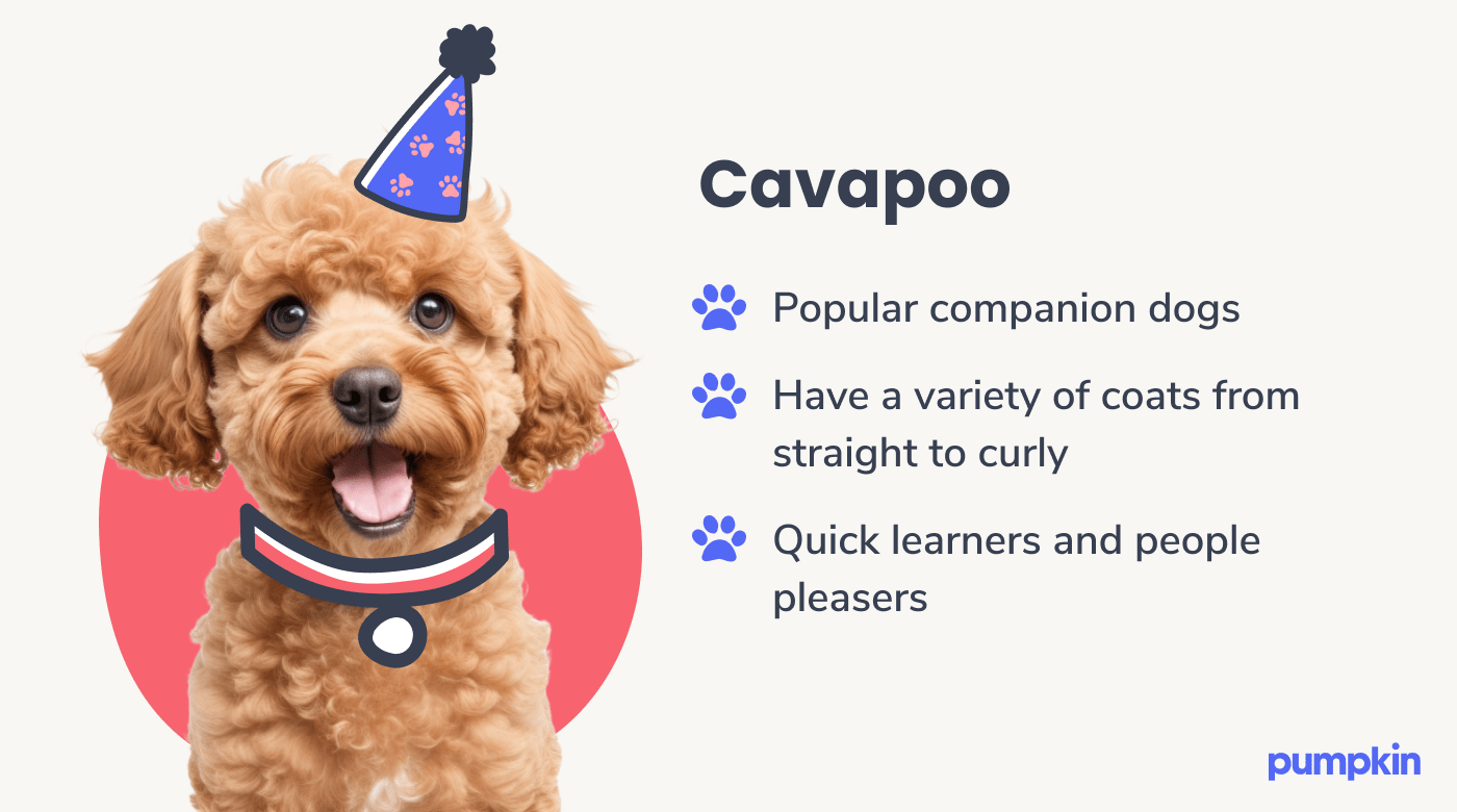 Cavapoo dog breed