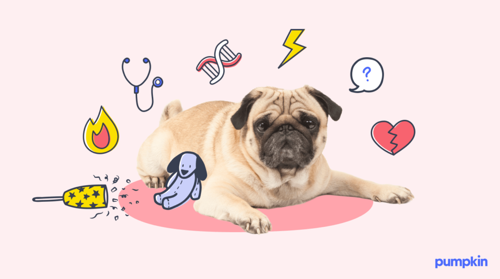 Visualization showing common causes of behavioral problems in dogs. Icons of toys, stethoscope, DNA, and broken heart around a sad pug.