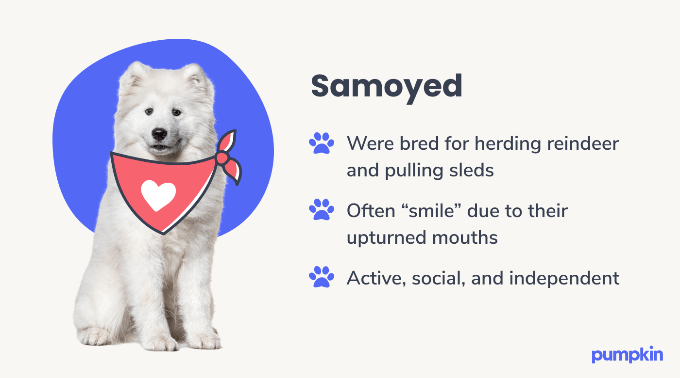 Samoyed dog breed