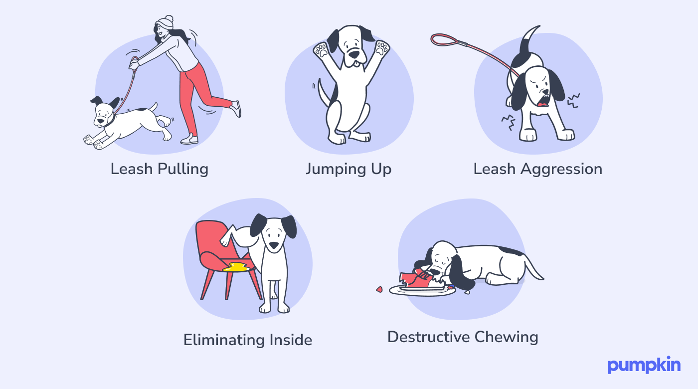 Leash pulling, jumping up, leash aggression, eliminating inside, and destructive chewing are common behavioral problems in dogs