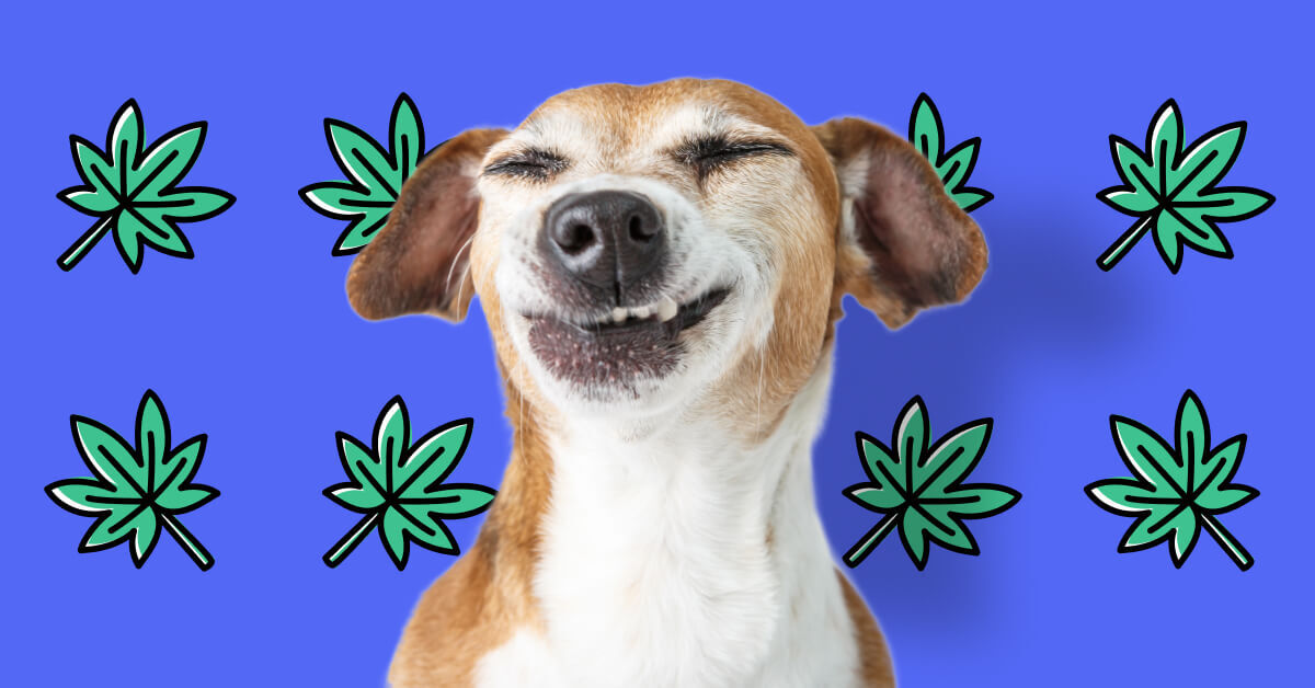 Dog with squinty eyes on a cannabis leaf print background