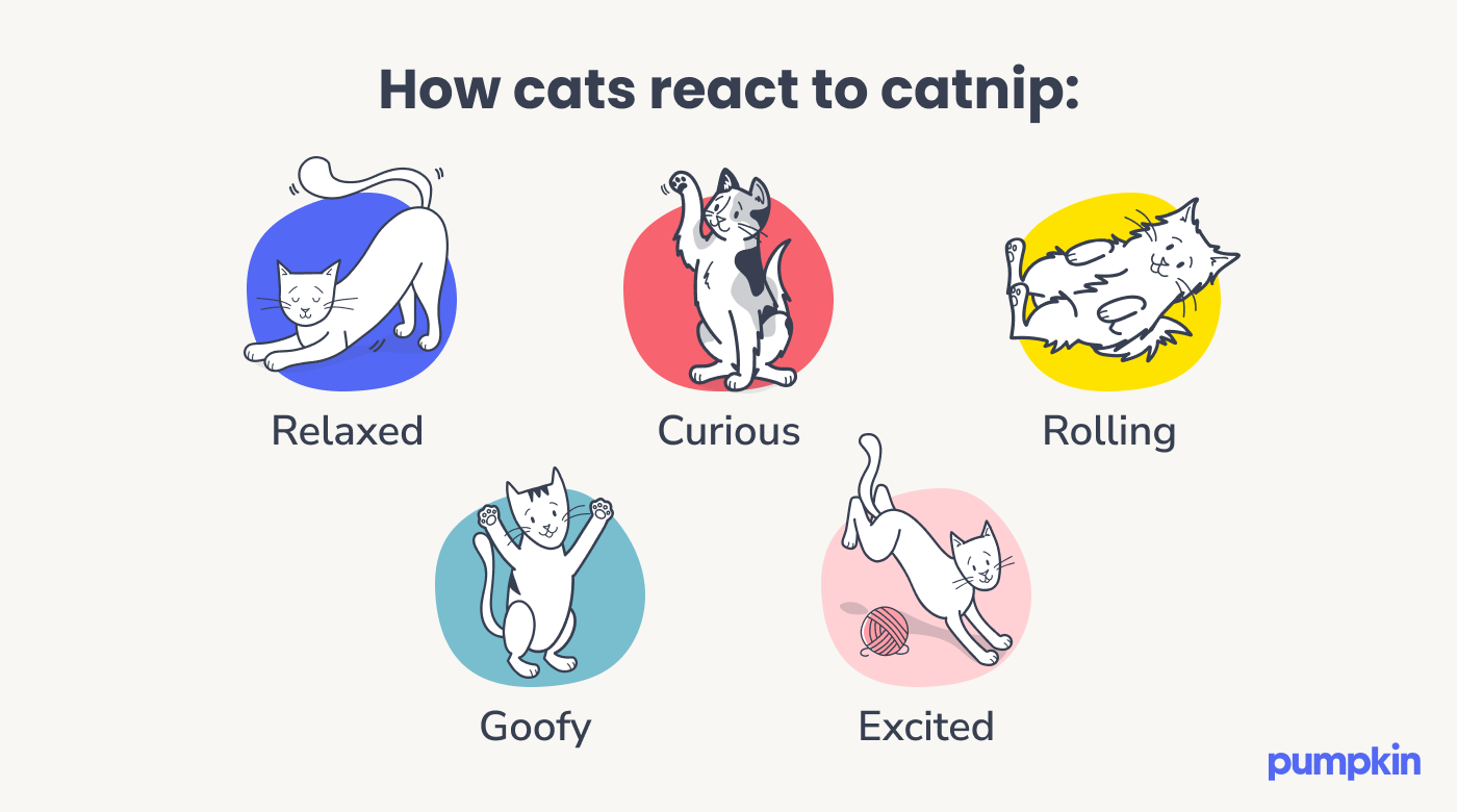 How cats react to catnip (with cat illustrations): Relaxed, curious, rolling, goofy, excited