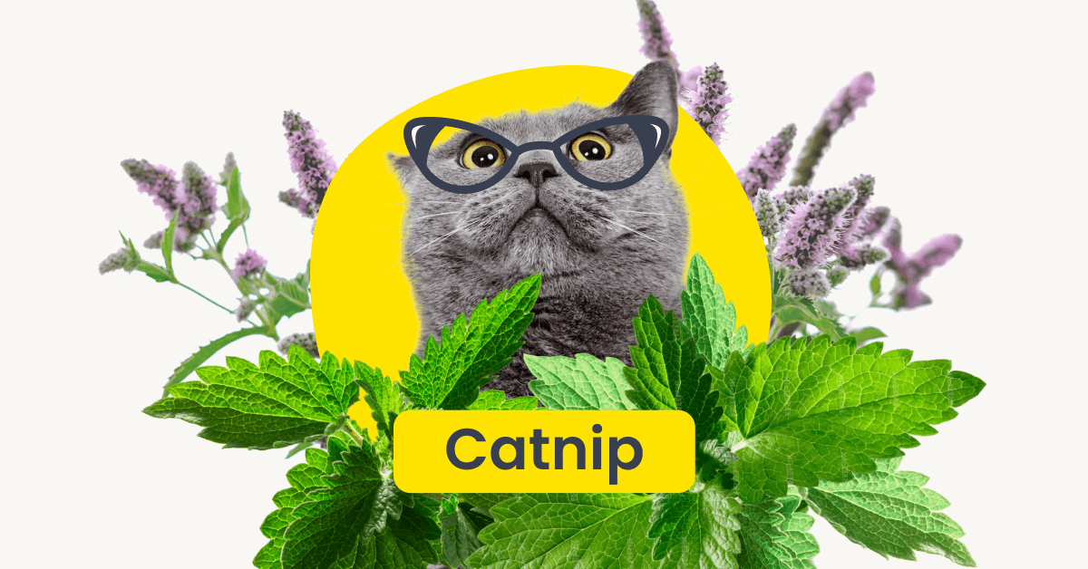 Cat with glasses surrounded by catnip leaves.