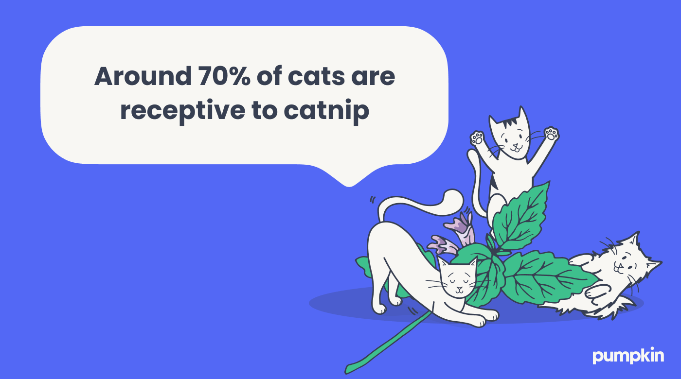 Around 70% of cats are receptive to catnip (cat stretching with quote bubble)