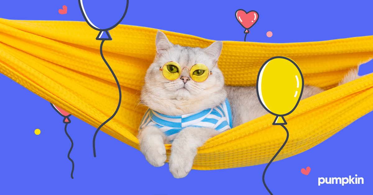 A cat with sunglasses sitting in a hammock