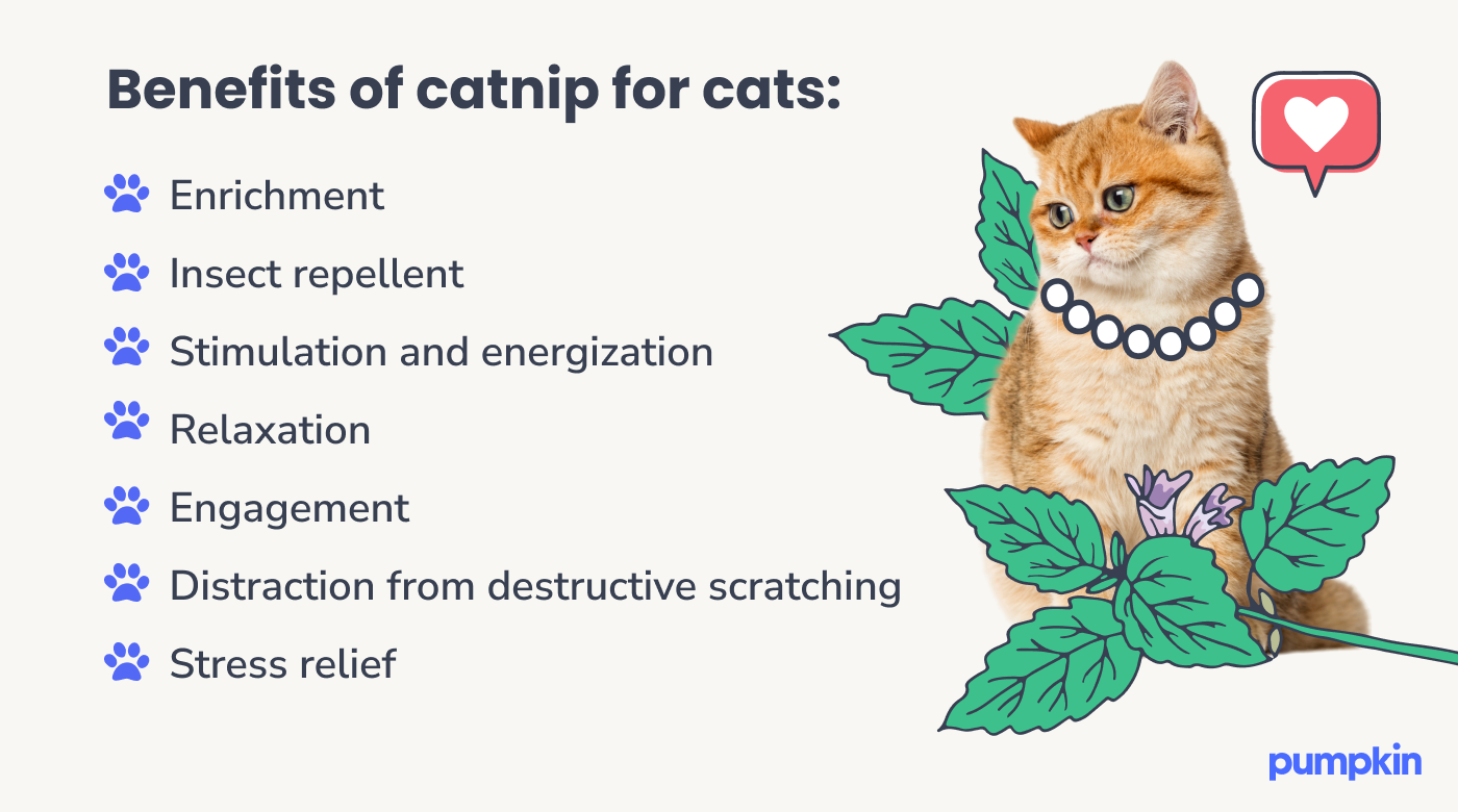 Benefits of catnip for cats: enrichment, insect repellent, stimulation and energization, relaxation, engagement, distraction from destructive scratching, stress relief