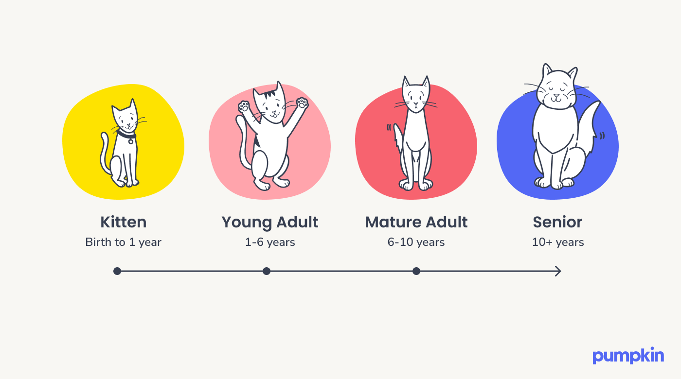 A timeline displays the stages of a cat's lifespan: Kitten (birth to one year), Young Adult (1-6 years), Mature Adult (6-10 years), Senior (10+ years)