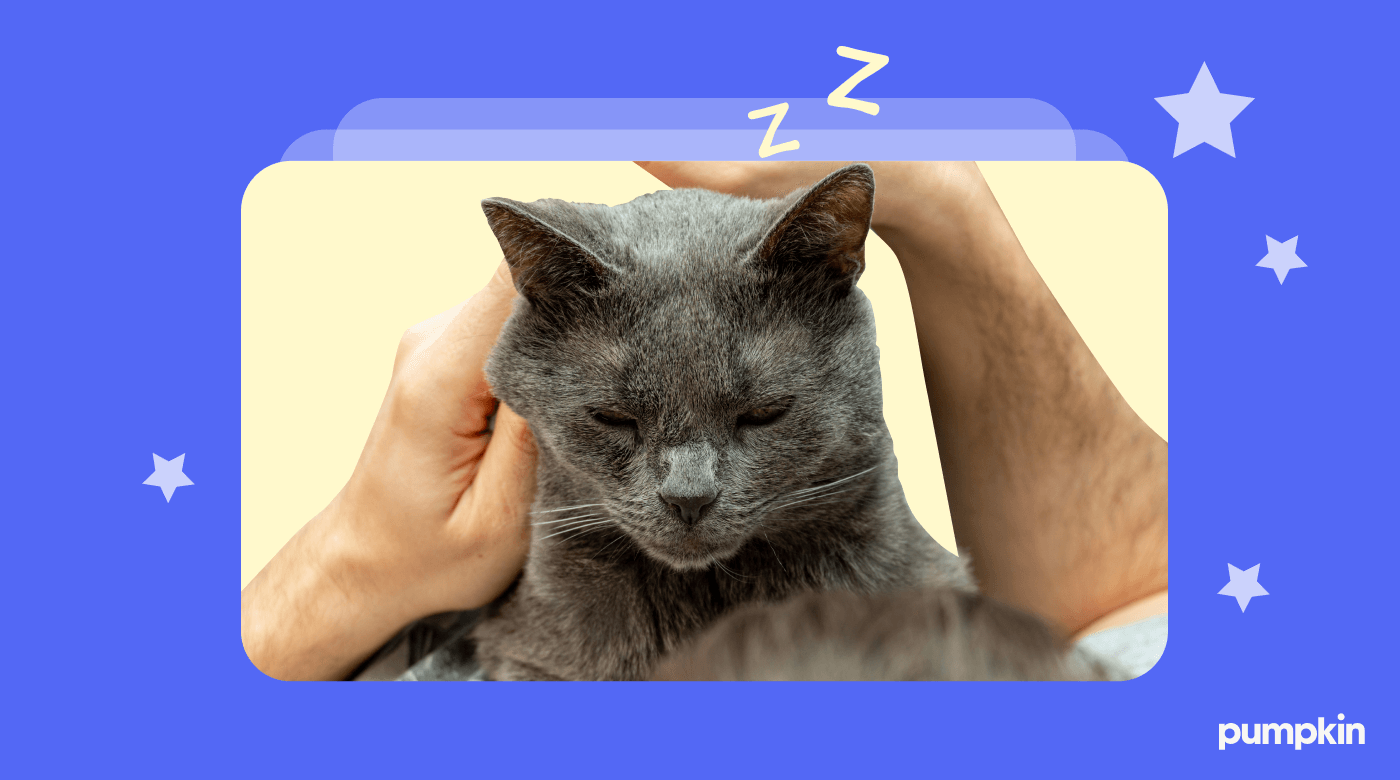 A grey cat sleeps on their owner's chest while getting some neck scratches.