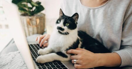 Tuxedo cat on owner's laptop
