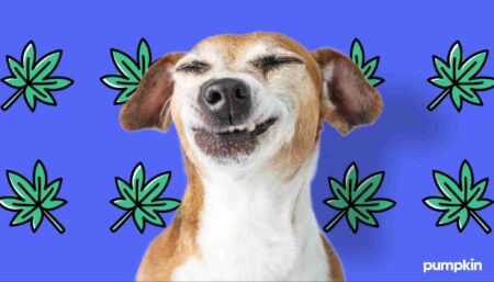 Dog with squinty eyes on a cannabis leaf print background