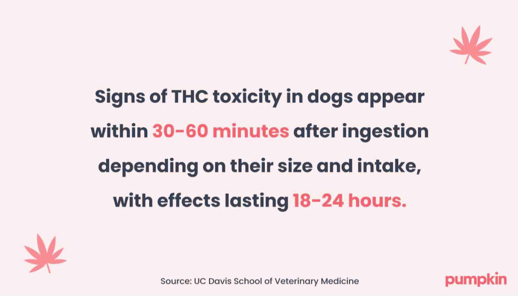 infographic with text that reads 'Signs of THC toxicity in dogs appear within 30-60 minutes after ingestion depending on their size and intake, with effects lasting 18-24 hours.'