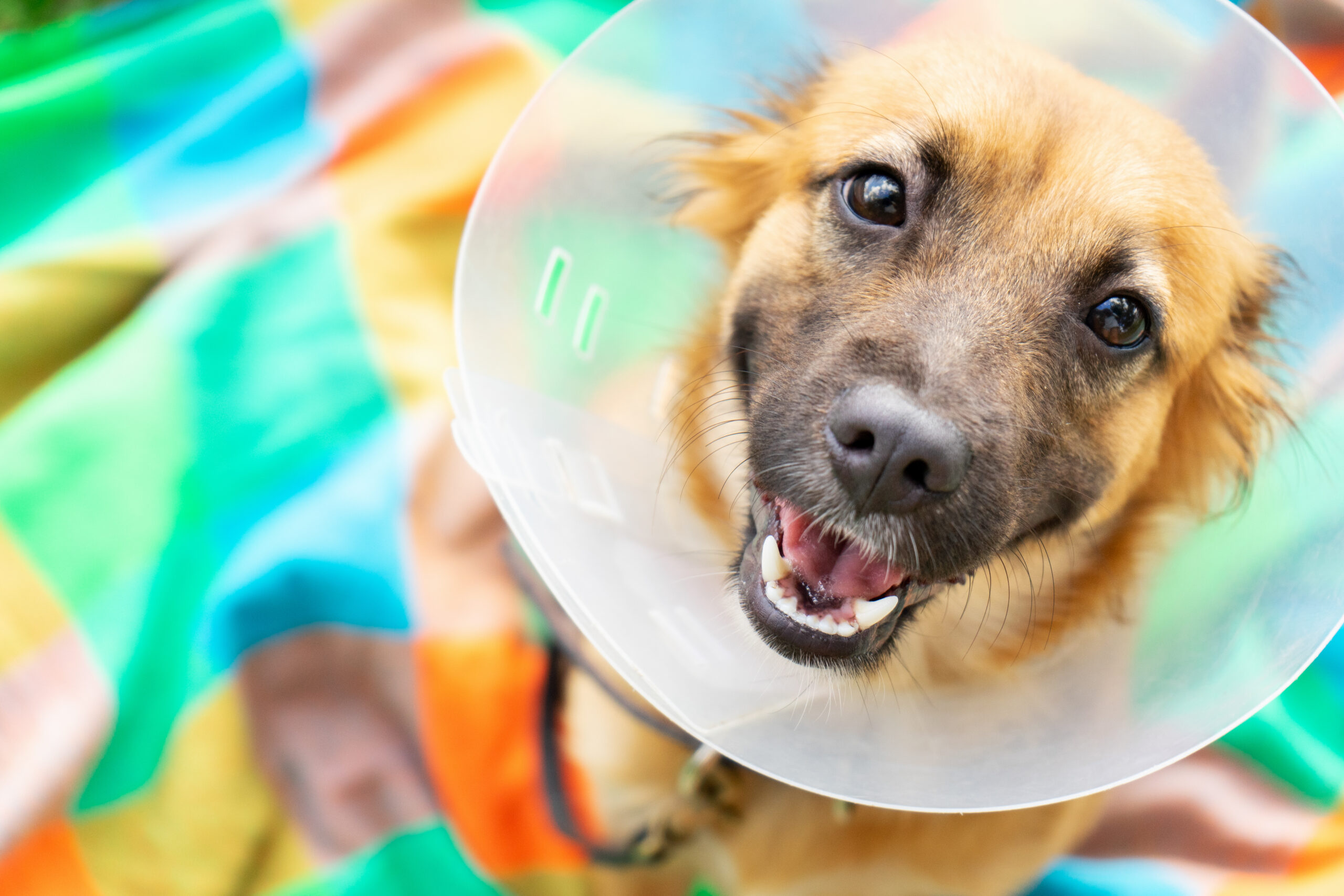 happy dog in cone