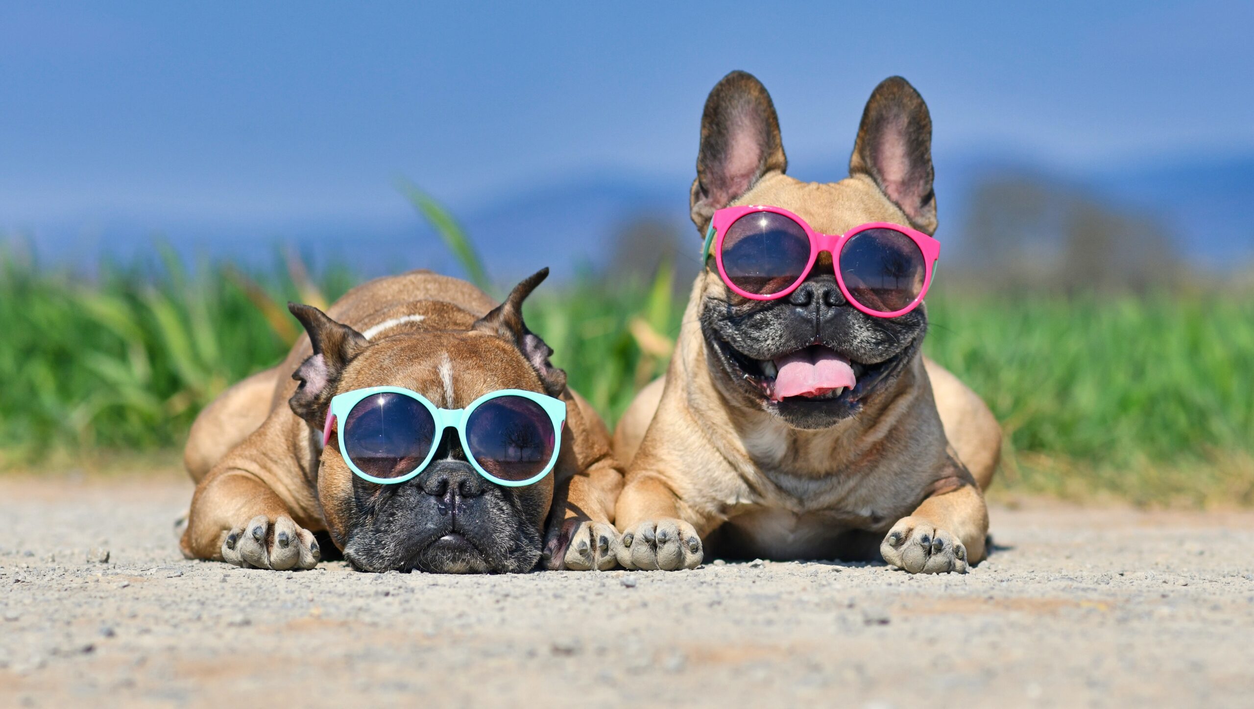 frenchies in sunglasses on the beach