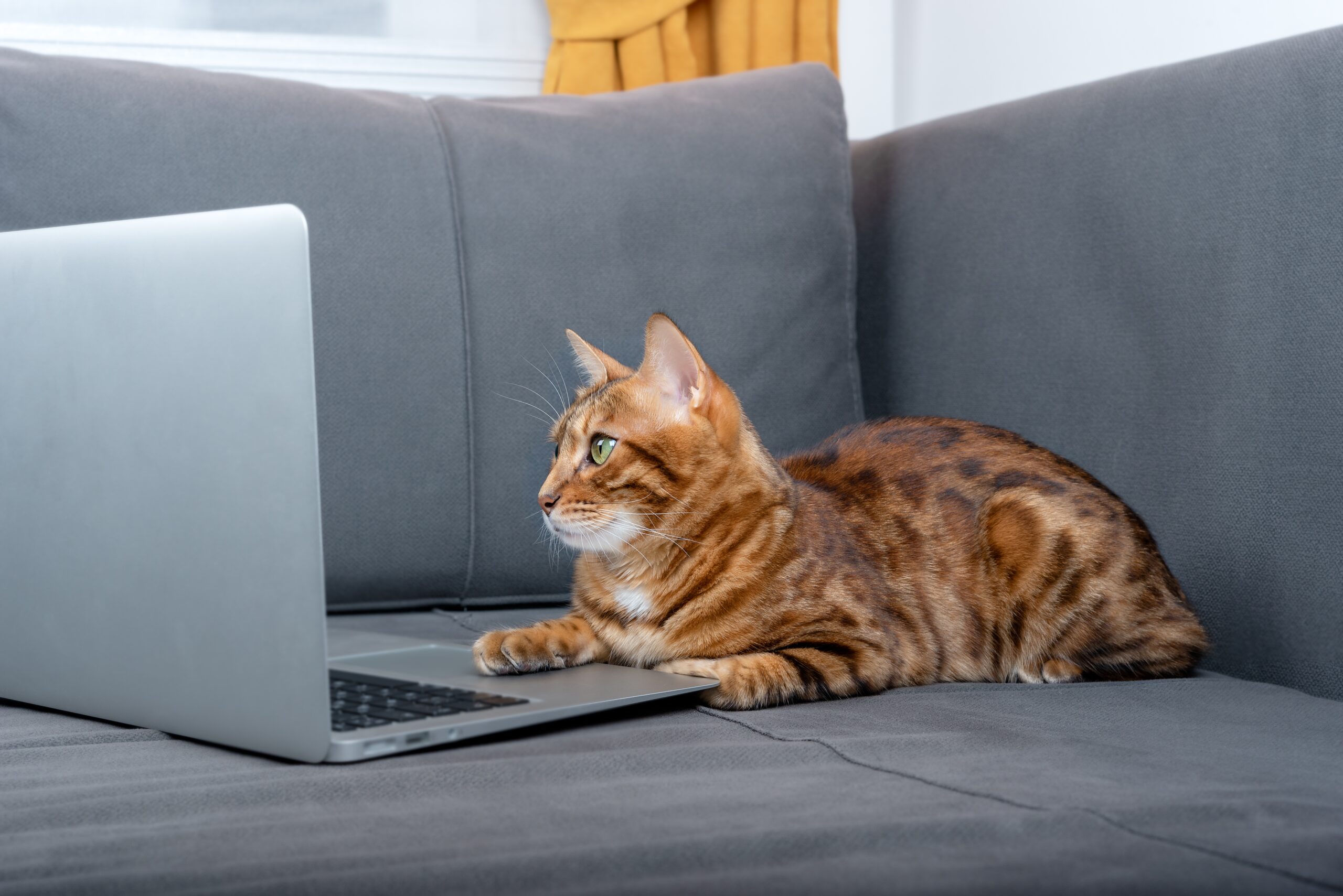 orange cat on couch with laptop