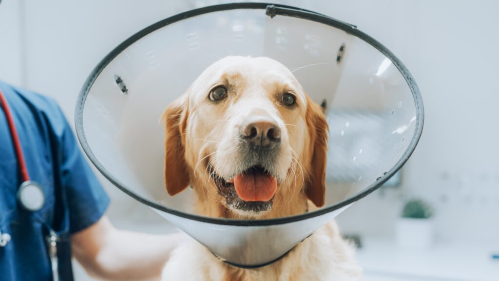 golden retriever in an elizabethan collar