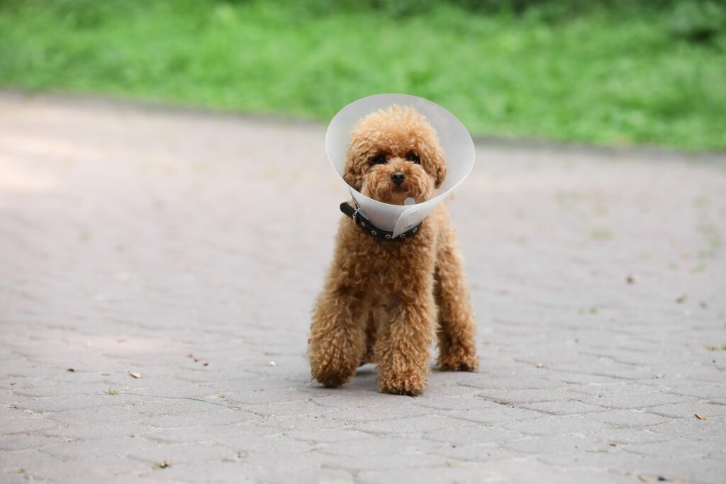 tiny maltipoo in elizabethan collar