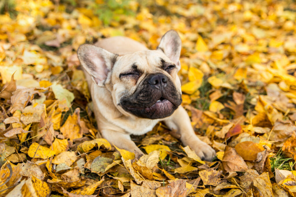 French bulldog laying on bed of leaves and sneezing