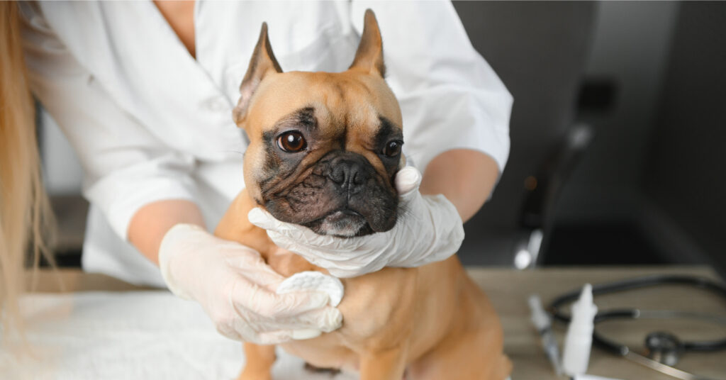 french bulldog being examined by veterinarian with gloves on